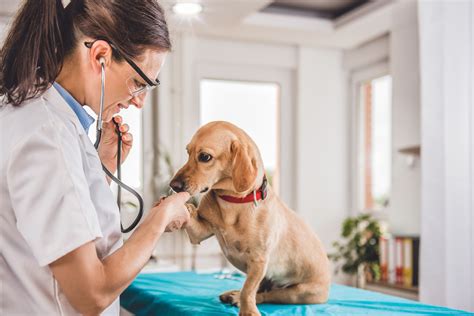 Top 10 Best Veterinarians Near Rome, Roma 